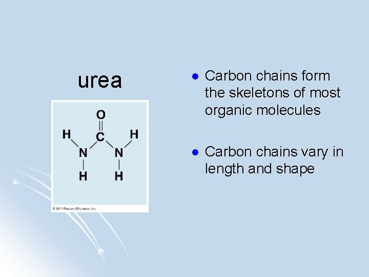 urea l Carbon chains form the skeletons of most organic molecules l Carbon chains