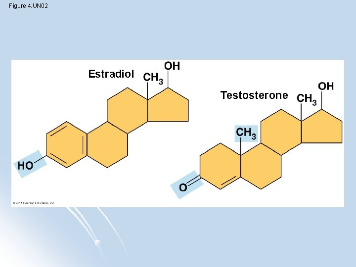 Figure 4. UN 02 Estradiol Testosterone 