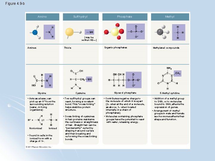 Figure 4. 9 -b Amino Sulfhydryl Phosphate Methyl (may be written HS—) Amines Organic
