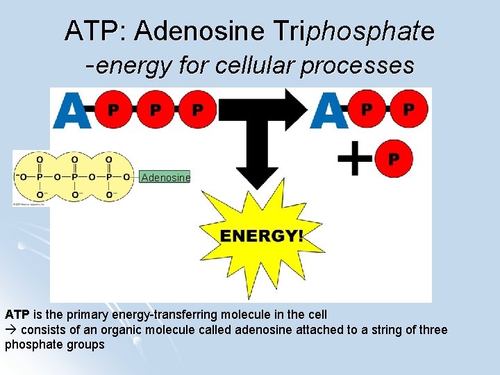 ATP: Adenosine Triphosphate -energy for cellular processes Adenosine ATP is the primary energy-transferring molecule