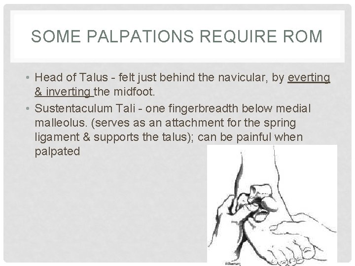 SOME PALPATIONS REQUIRE ROM • Head of Talus - felt just behind the navicular,