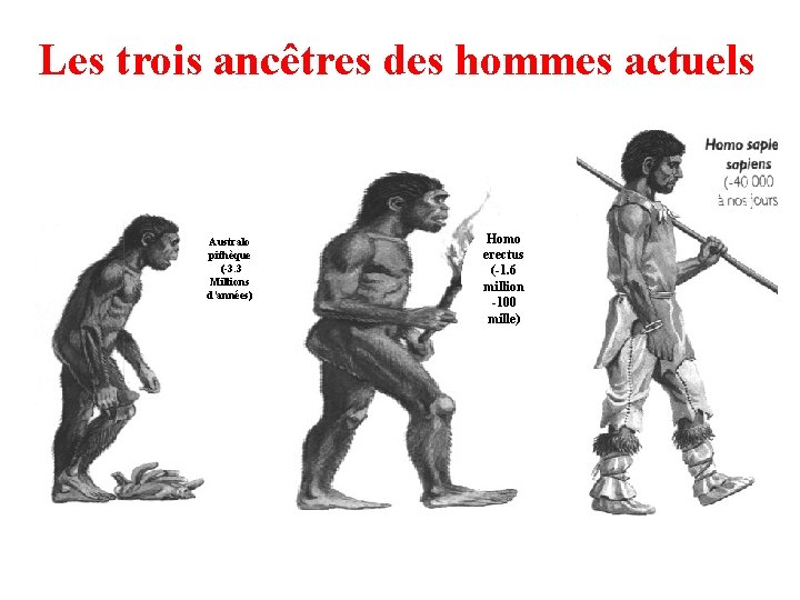 Les trois ancêtres des hommes actuels Australo pithèque (-3. 3 Millions d’années) Homo erectus