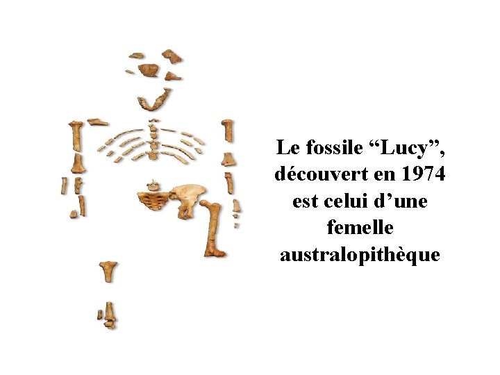 Le fossile “Lucy”, découvert en 1974 est celui d’une femelle australopithèque 