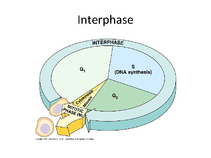 Interphase 