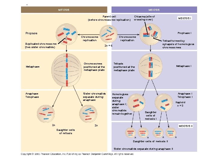 . MITOSIS MEIOSIS Parent cell (before chromosome replication) Chiasma (site of crossing over) MEIOSIS