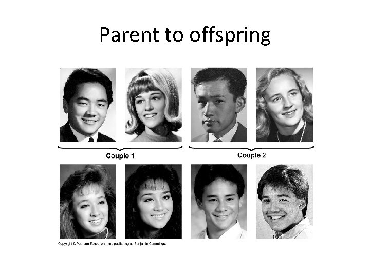 Parent to offspring 
