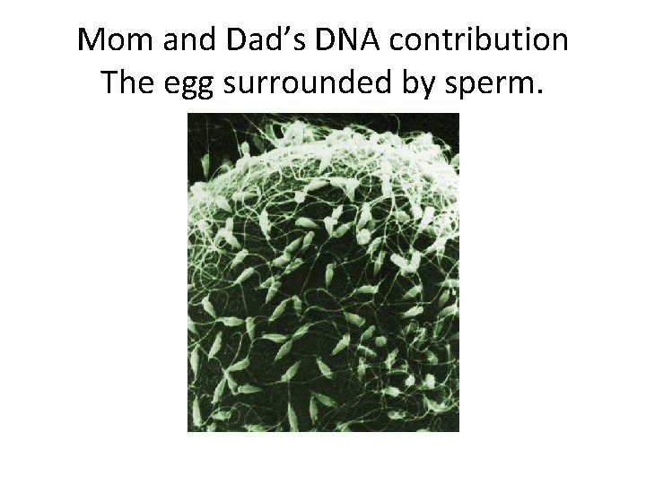 Mom and Dad’s DNA contribution The egg surrounded by sperm. 