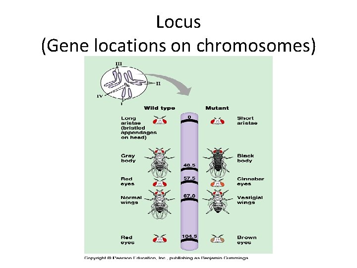 Locus (Gene locations on chromosomes) 