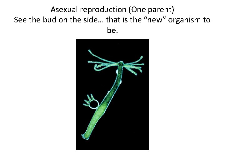 Asexual reproduction (One parent) See the bud on the side… that is the “new”