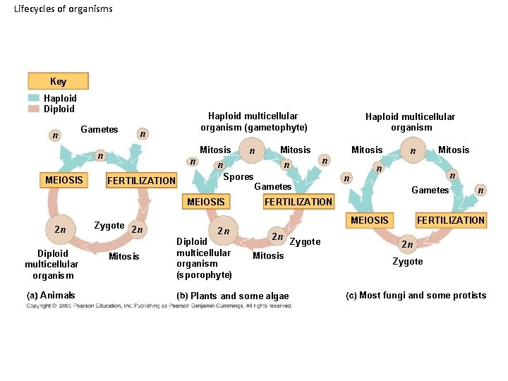 Lifecycles of organisms Key Haploid Diploid n Gametes n Mitosis n MEIOSIS Haploid multicellular