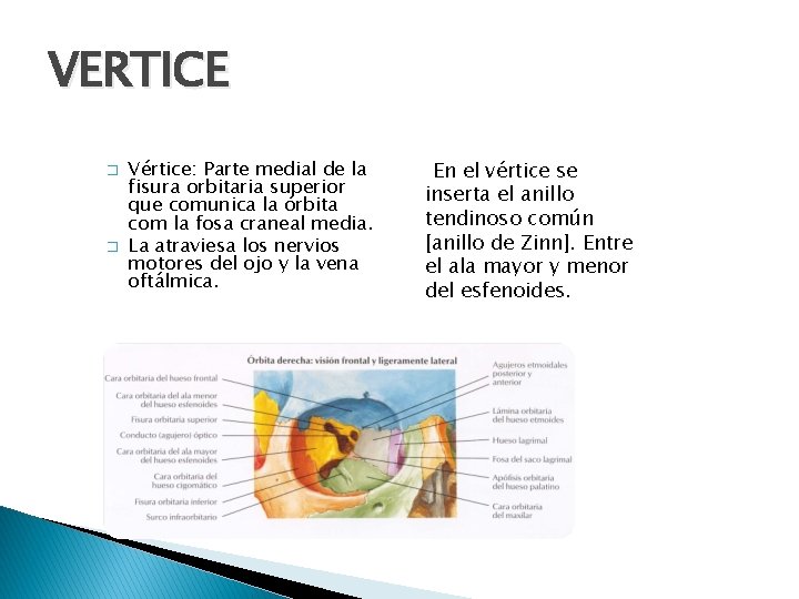 VERTICE � � Vértice: Parte medial de la fisura orbitaria superior que comunica la