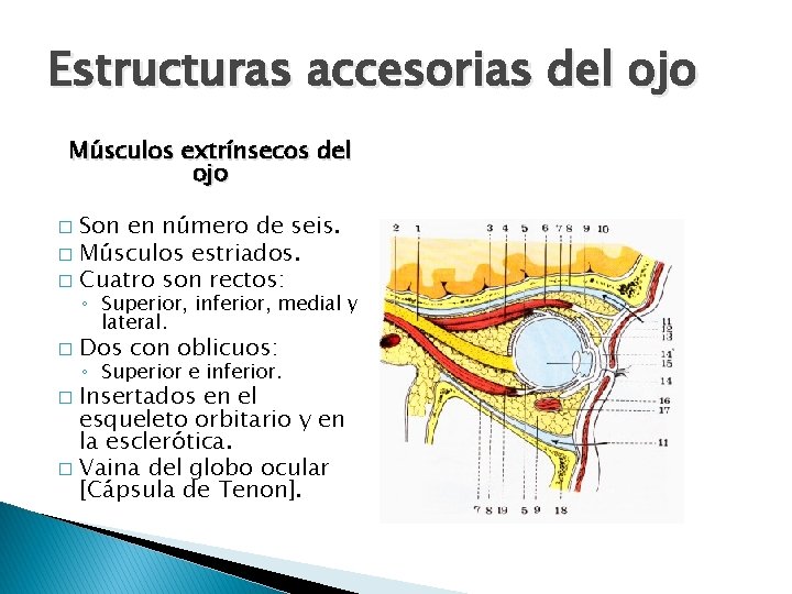 Estructuras accesorias del ojo Músculos extrínsecos del ojo Son en número de seis. �