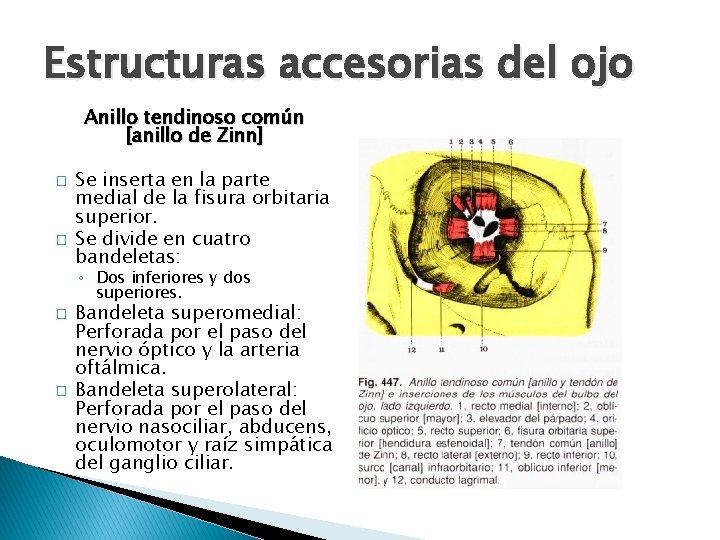 Estructuras accesorias del ojo Anillo tendinoso común [anillo de Zinn] � � Se inserta