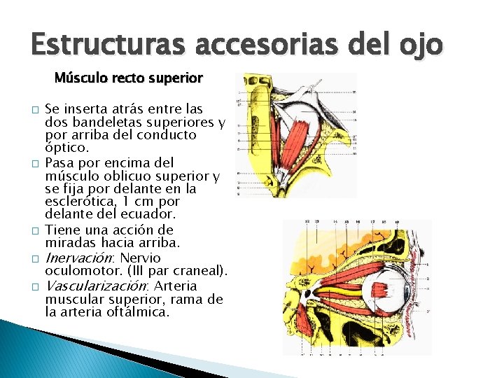 Estructuras accesorias del ojo Músculo recto superior � � � Se inserta atrás entre