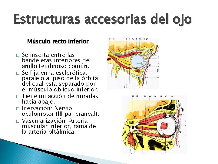Estructuras accesorias del ojo Músculo recto inferior � � � Se inserta entre las