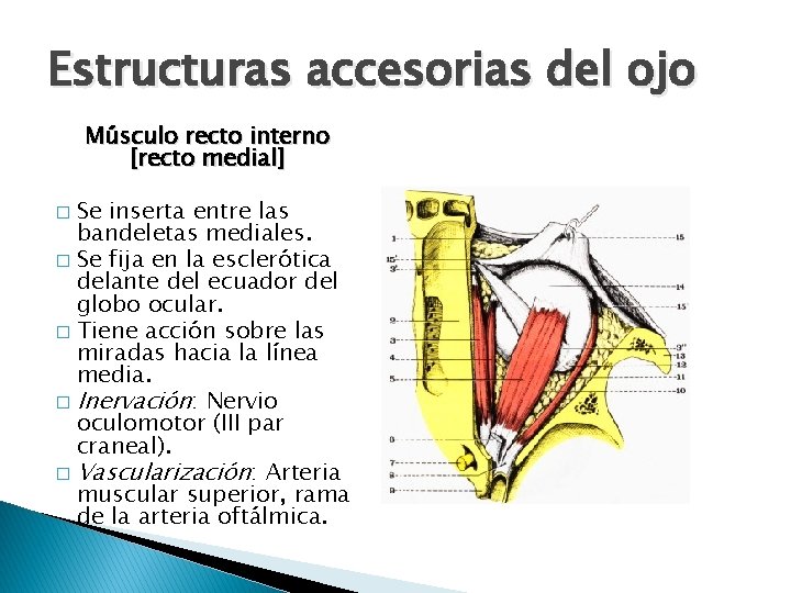 Estructuras accesorias del ojo Músculo recto interno [recto medial] Se inserta entre las bandeletas