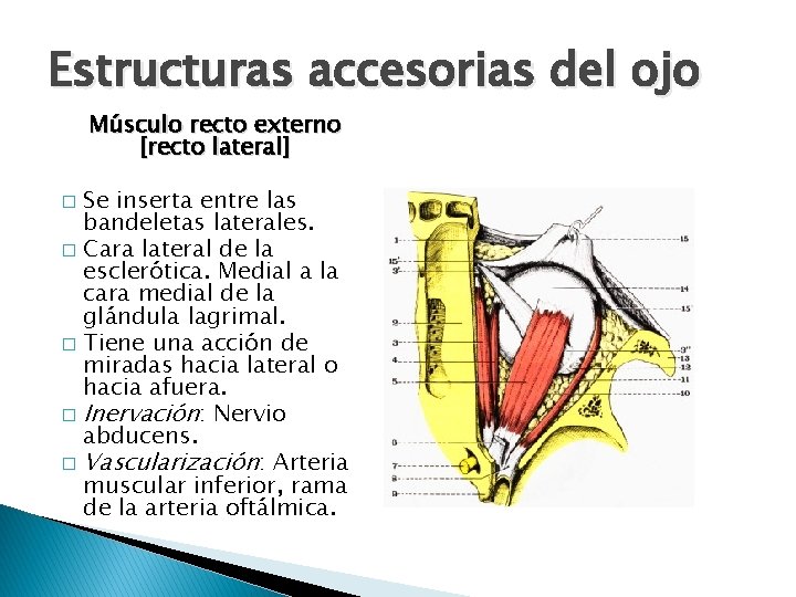 Estructuras accesorias del ojo Músculo recto externo [recto lateral] Se inserta entre las bandeletas