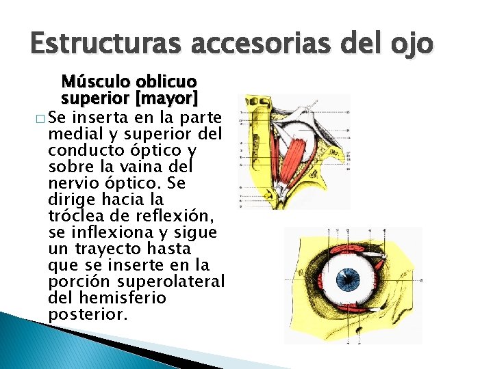 Estructuras accesorias del ojo Músculo oblicuo superior [mayor] � Se inserta en la parte