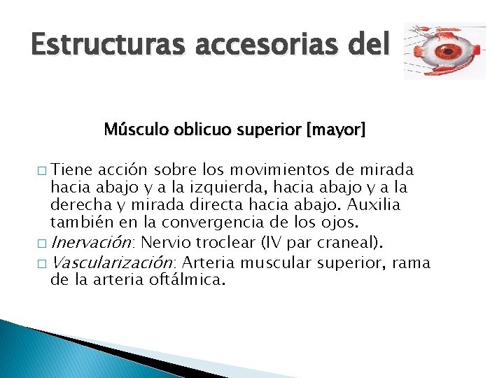 Estructuras accesorias del ojo Músculo oblicuo superior [mayor] � Tiene acción sobre los movimientos