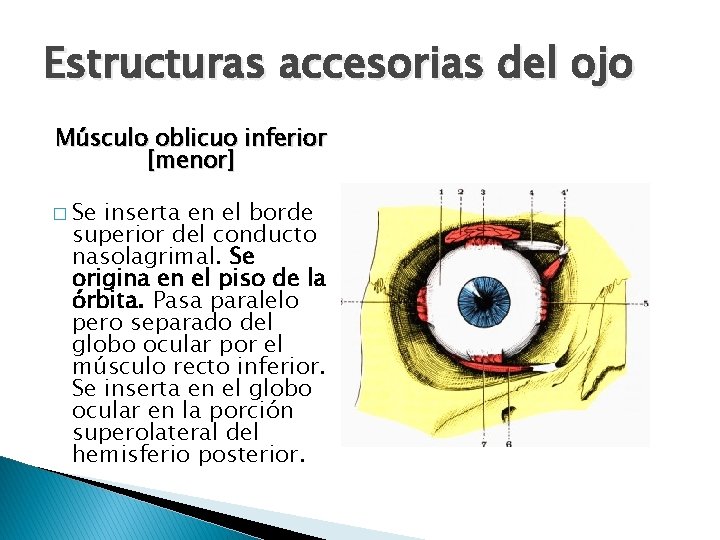 Estructuras accesorias del ojo Músculo oblicuo inferior [menor] � Se inserta en el borde