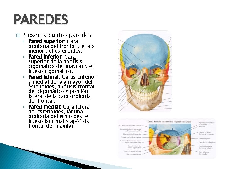 PAREDES � Presenta cuatro paredes: ◦ Pared superior: Cara orbitaria del frontal y el