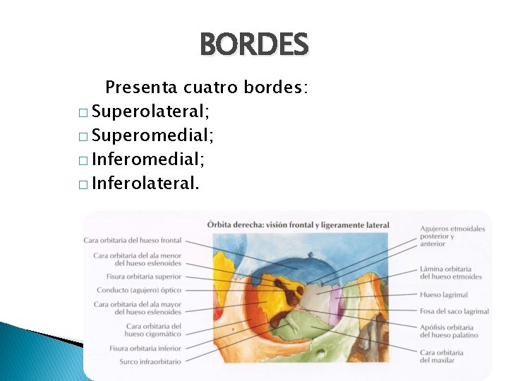 BORDES Presenta cuatro bordes: � Superolateral; � Superomedial; � Inferolateral. 