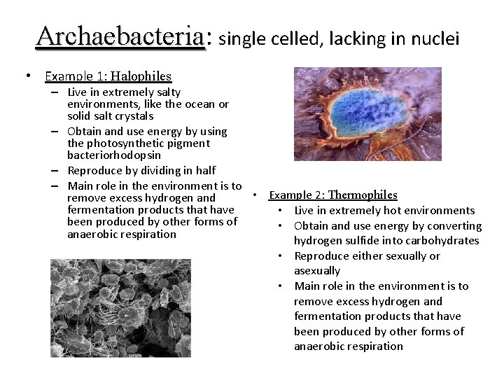 Archaebacteria: Archaebacteria single celled, lacking in nuclei • Example 1: Halophiles – Live in