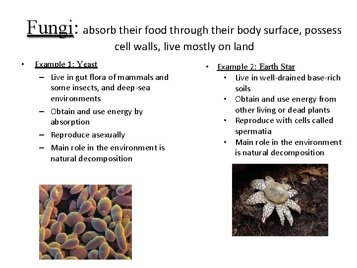 Fungi: Fungi absorb their food through their body surface, possess cell walls, live mostly