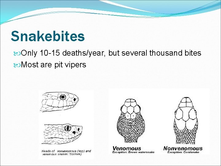 Snakebites Only 10 -15 deaths/year, but several thousand bites Most are pit vipers 