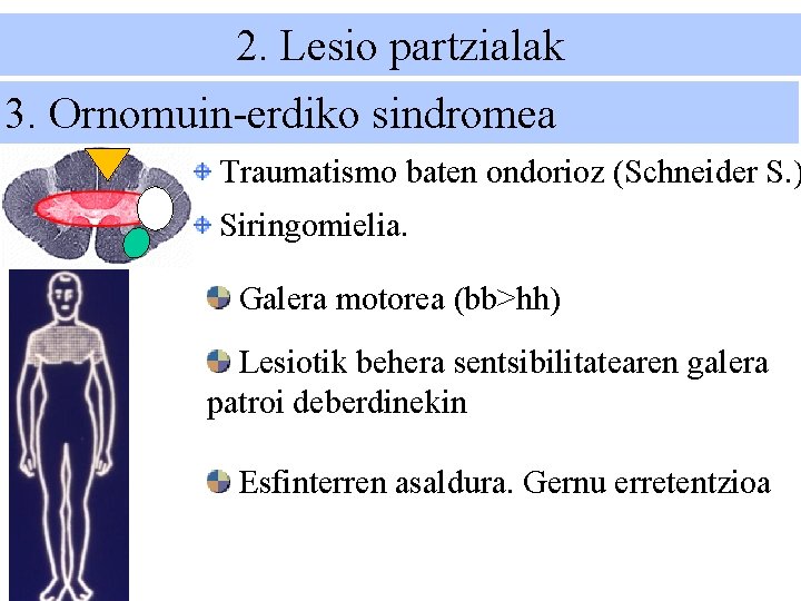 2. Lesio partzialak 3. Ornomuin-erdiko sindromea Traumatismo baten ondorioz (Schneider S. ) Siringomielia. Galera