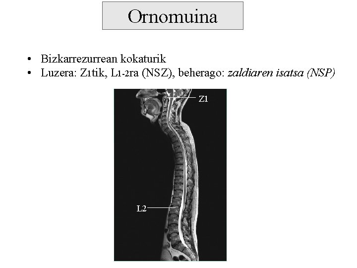 Ornomuina • Bizkarrezurrean kokaturik • Luzera: Z 1 tik, L 1 -2 ra (NSZ),