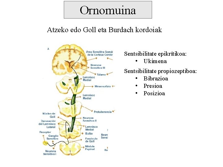 Ornomuina Atzeko edo Goll eta Burdach kordoiak Sentsibilitate epikrítikoa: • Ukimena Sentsibilitate propiozeptiboa: •