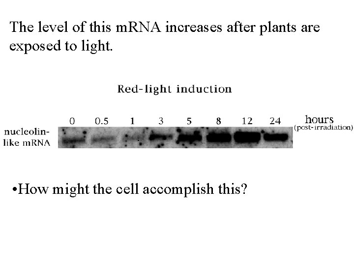 The level of this m. RNA increases after plants are exposed to light. •