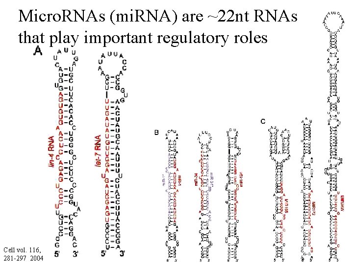 Micro. RNAs (mi. RNA) are ~22 nt RNAs that play important regulatory roles Cell