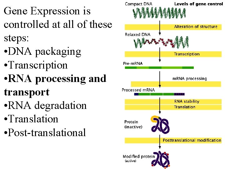 Gene Expression is controlled at all of these steps: • DNA packaging • Transcription