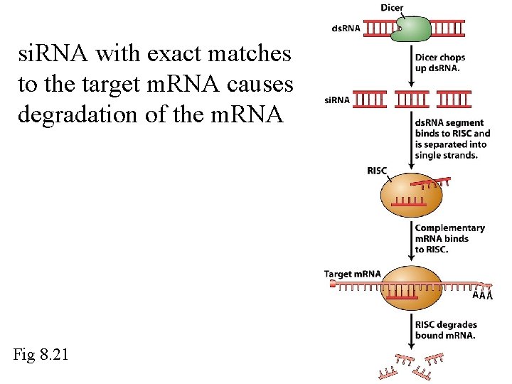 si. RNA with exact matches to the target m. RNA causes degradation of the