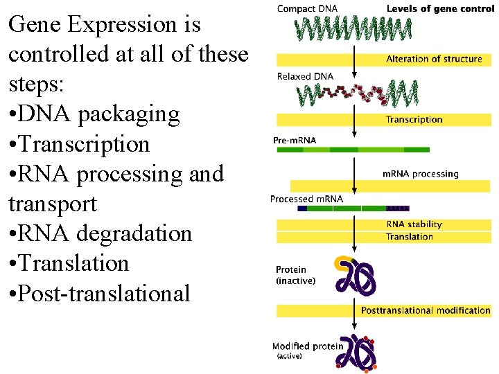 Gene Expression is controlled at all of these steps: • DNA packaging • Transcription