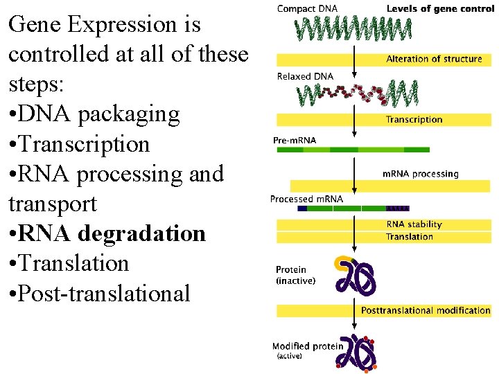 Gene Expression is controlled at all of these steps: • DNA packaging • Transcription