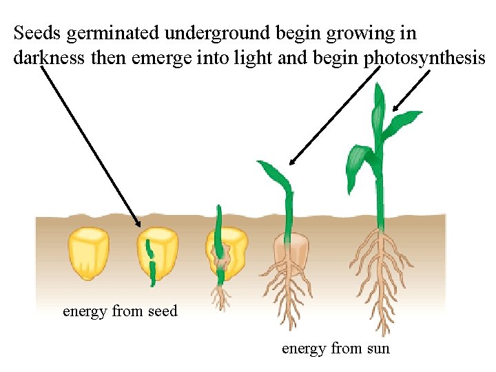 Seeds germinated underground begin growing in darkness then emerge into light and begin photosynthesis