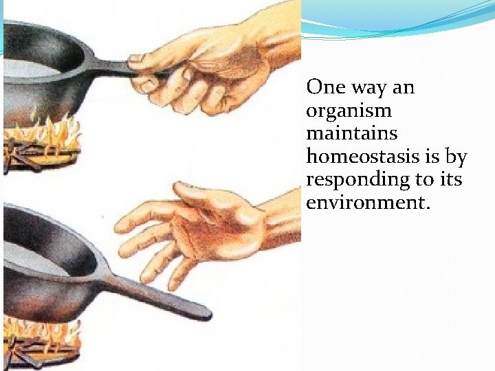 One way an organism maintains homeostasis is by responding to its environment. 