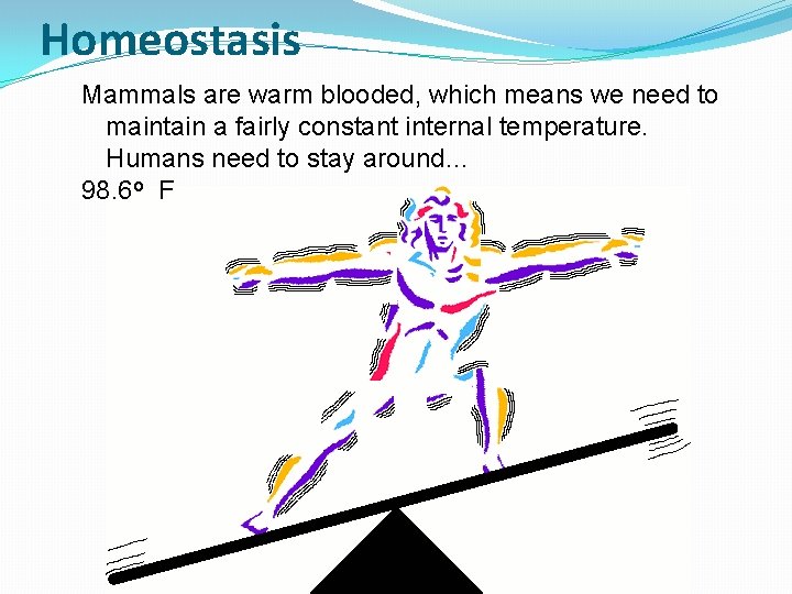Homeostasis Mammals are warm blooded, which means we need to maintain a fairly constant