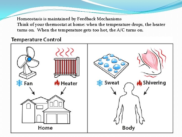 Homeostasis is maintained by Feedback Mechanisms Think of your thermostat at home: when the