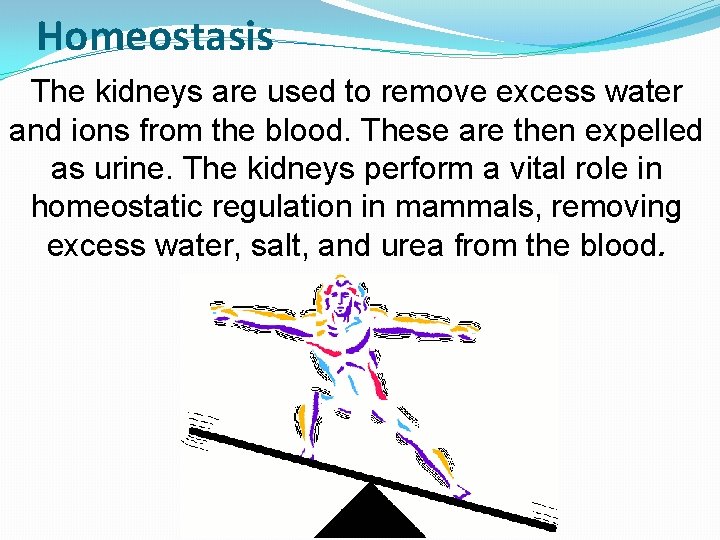 Homeostasis The kidneys are used to remove excess water and ions from the blood.
