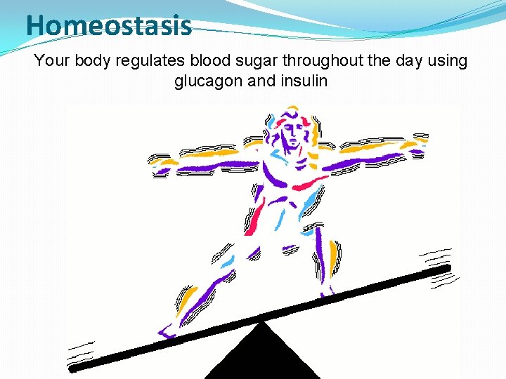 Homeostasis Your body regulates blood sugar throughout the day using glucagon and insulin 