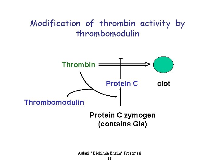 Modification of thrombin activity by thrombomodulin > Thrombin Protein C Thrombomodulin Protein C zymogen