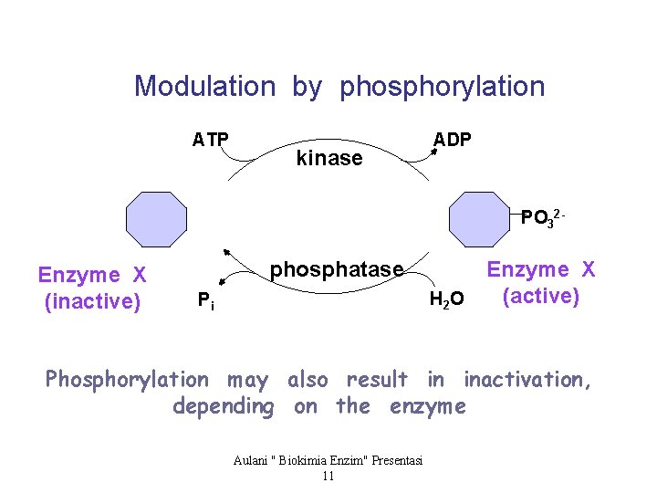 Modulation by phosphorylation ATP kinase ADP PO 32 - Enzyme X (inactive) phosphatase H