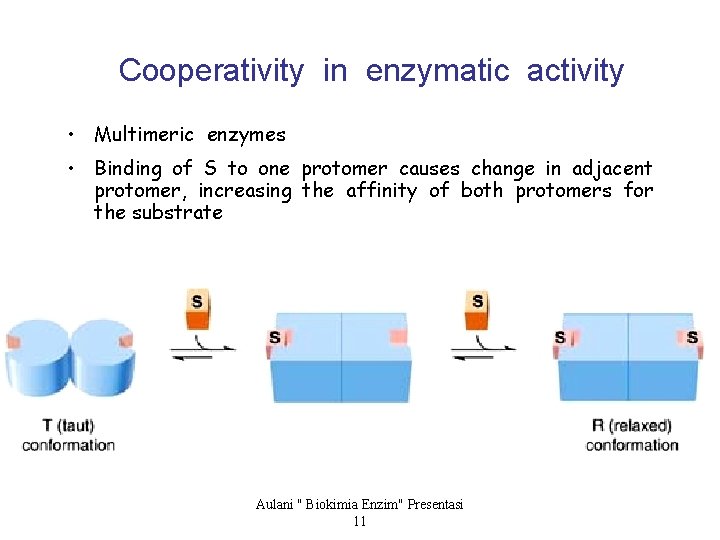 Cooperativity in enzymatic activity • Multimeric enzymes • Binding of S to one protomer