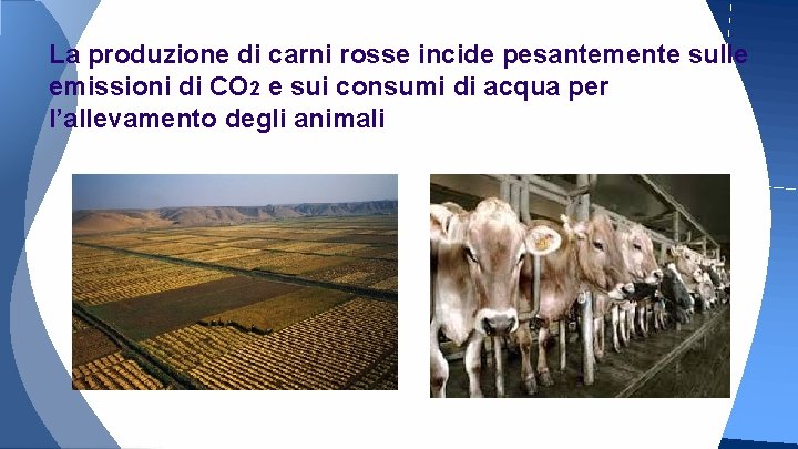 La produzione di carni rosse incide pesantemente sulle emissioni di CO 2 e sui