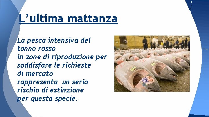 L’ultima mattanza La pesca intensiva del tonno rosso in zone di riproduzione per soddisfare