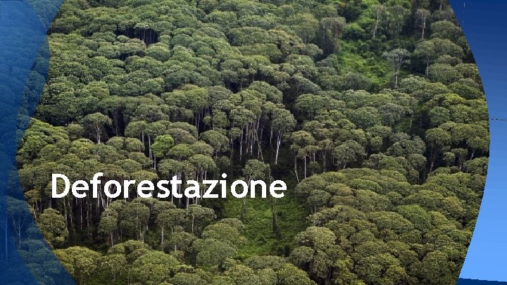 Deforestazione 